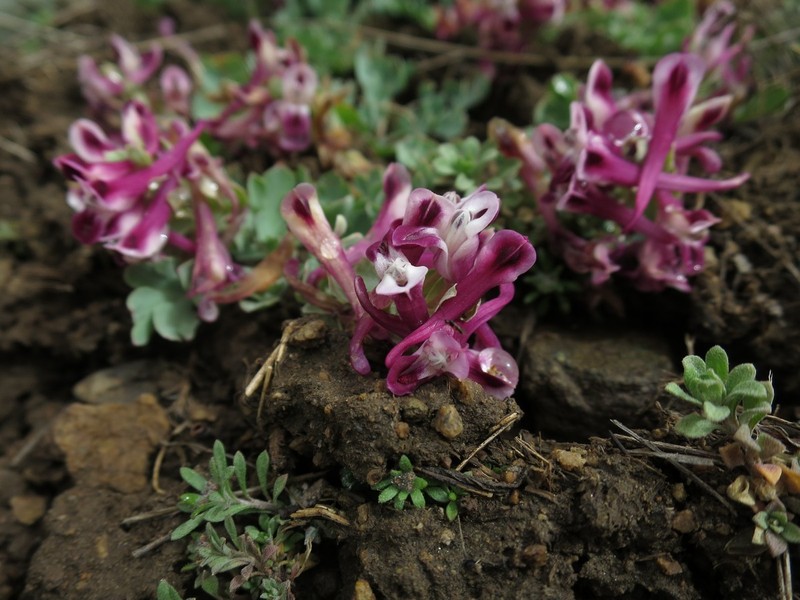 Corydalis verticillaris subsp. verticillaris photo 3