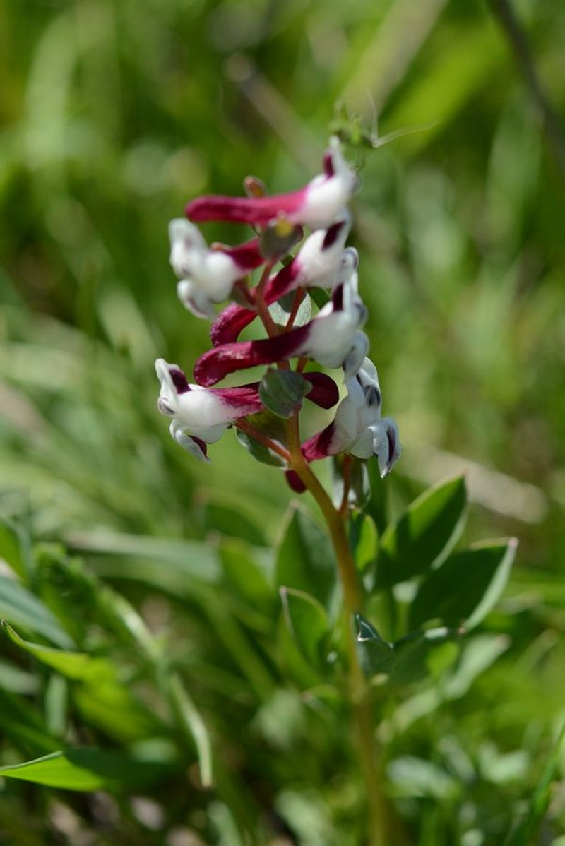 Corydalis verticillaris subsp. verticillaris photo 4