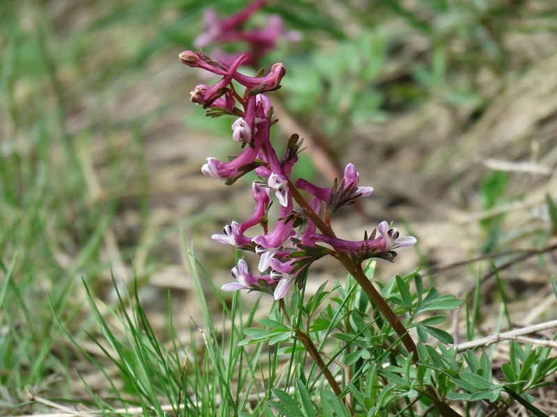 Corydalis wendelboi subsp. wendelboi