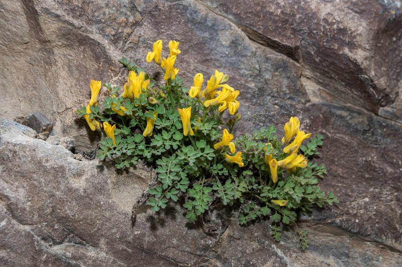 Corydalis yazgulemica