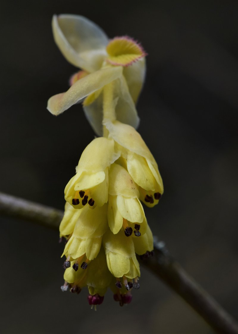 Winter Hazel