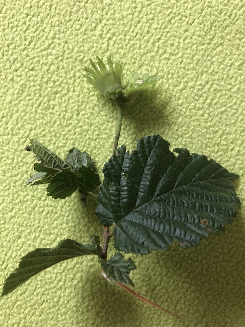 Corylus × colurnoides photo 2