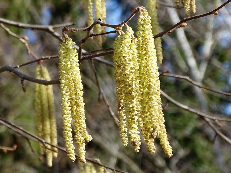 Corylus × colurnoides photo 3