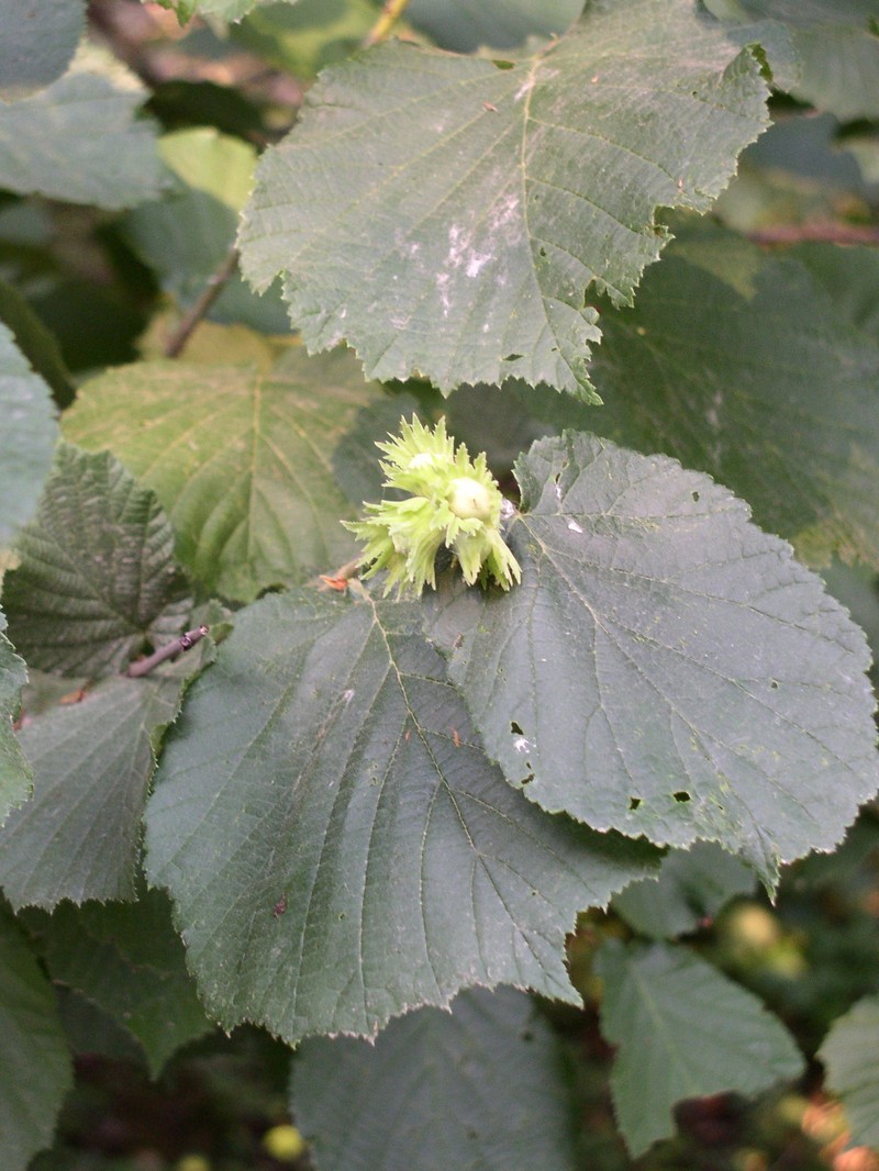 Corylus × colurnoides photo 4