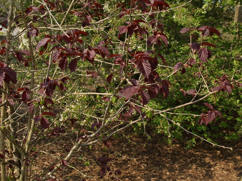 Corylus × colurnoides photo 5
