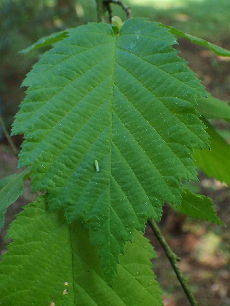 Corylus × colurnoides