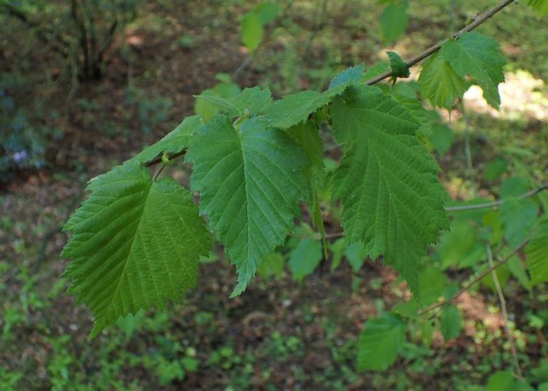 Corylus × colurnoides photo 6