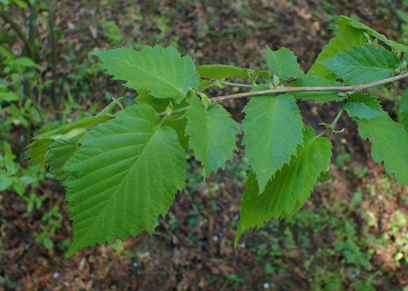 Corylus × colurnoides photo 7