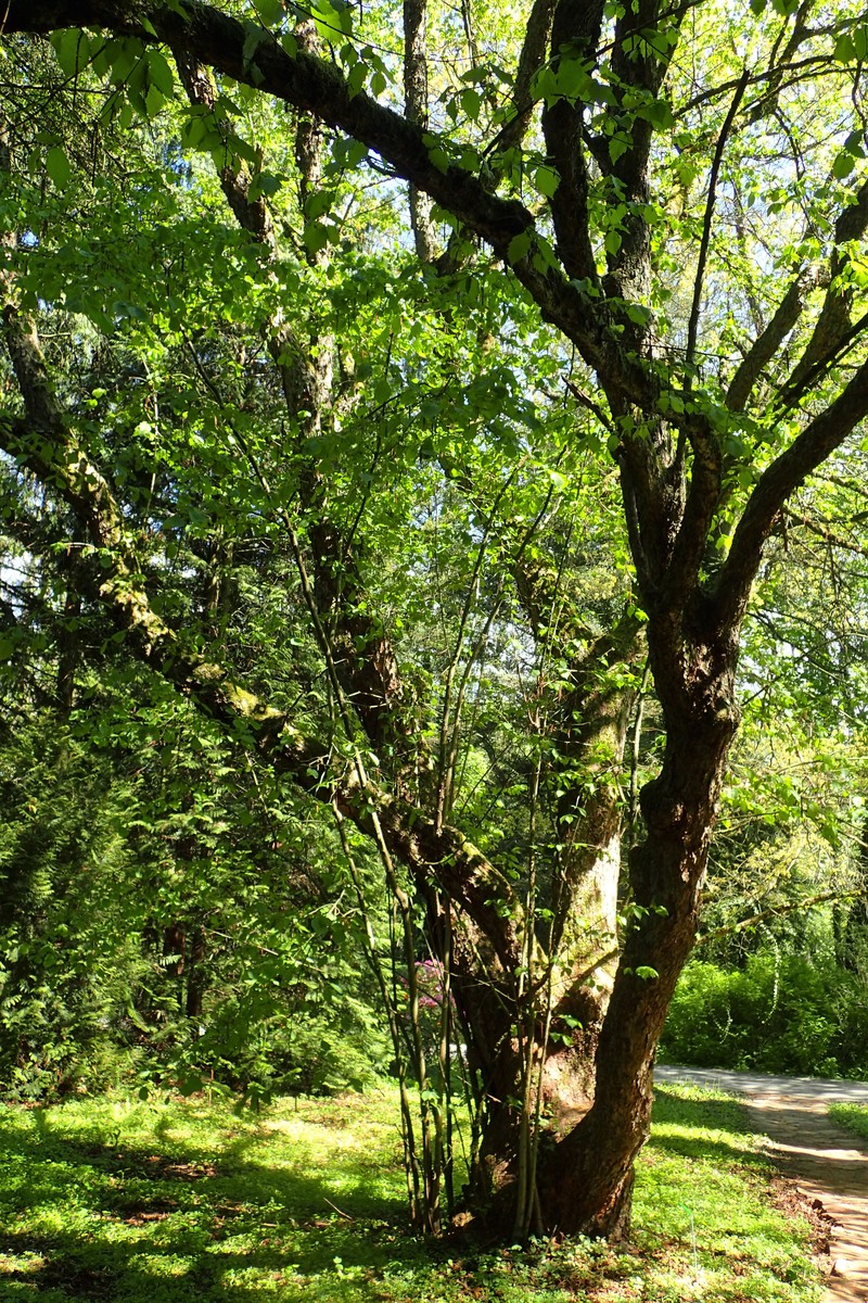 Corylus × colurnoides photo 8