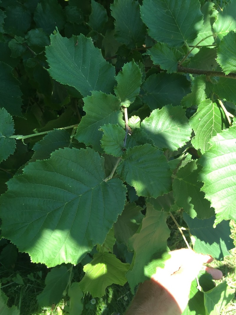 American Hazelnut photo 4