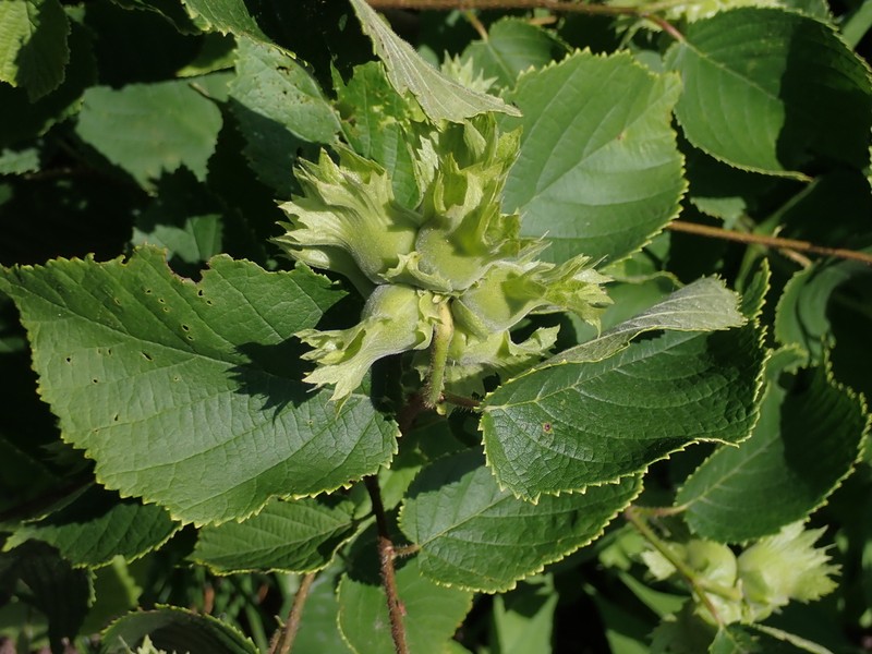 American Hazelnut photo 5