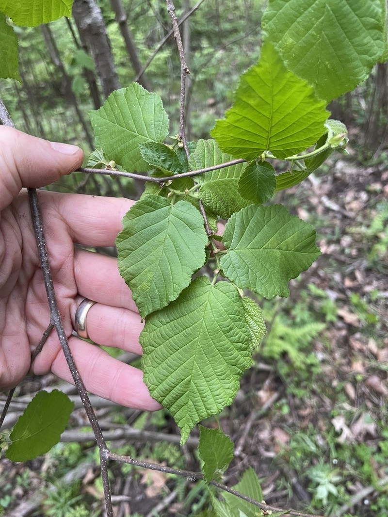 American Hazelnut photo 6