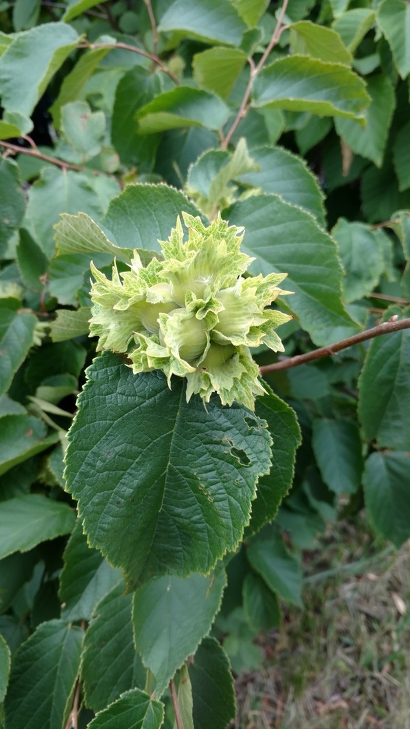 American Hazelnut photo 7