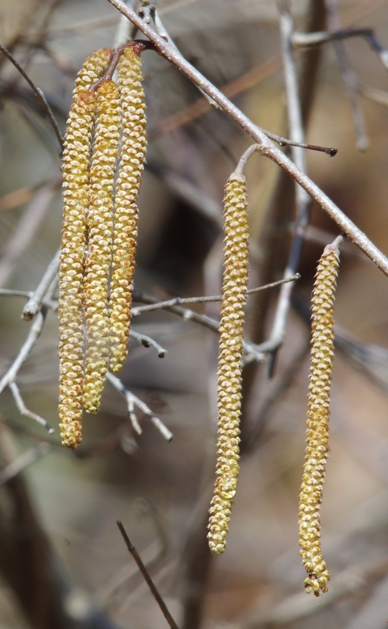 American Hazelnut photo 8