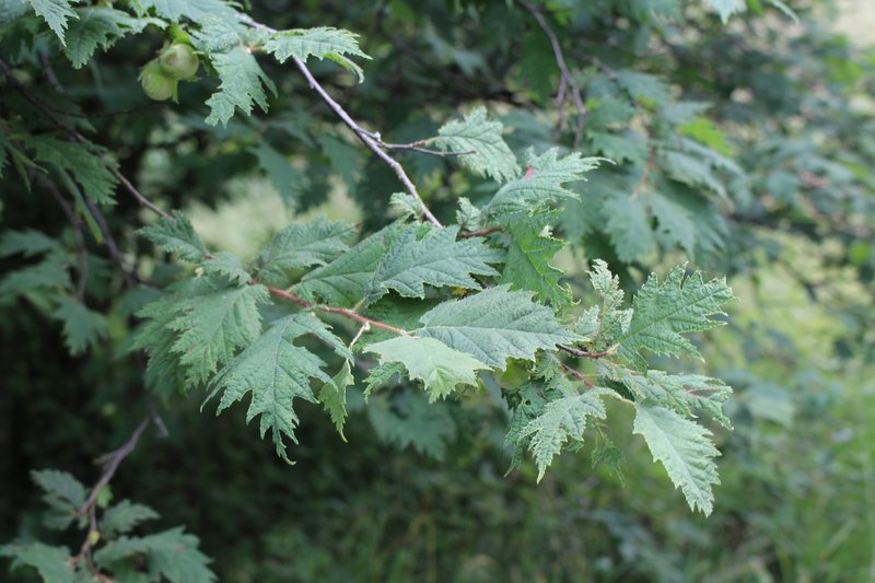 Common Filbert photo 5