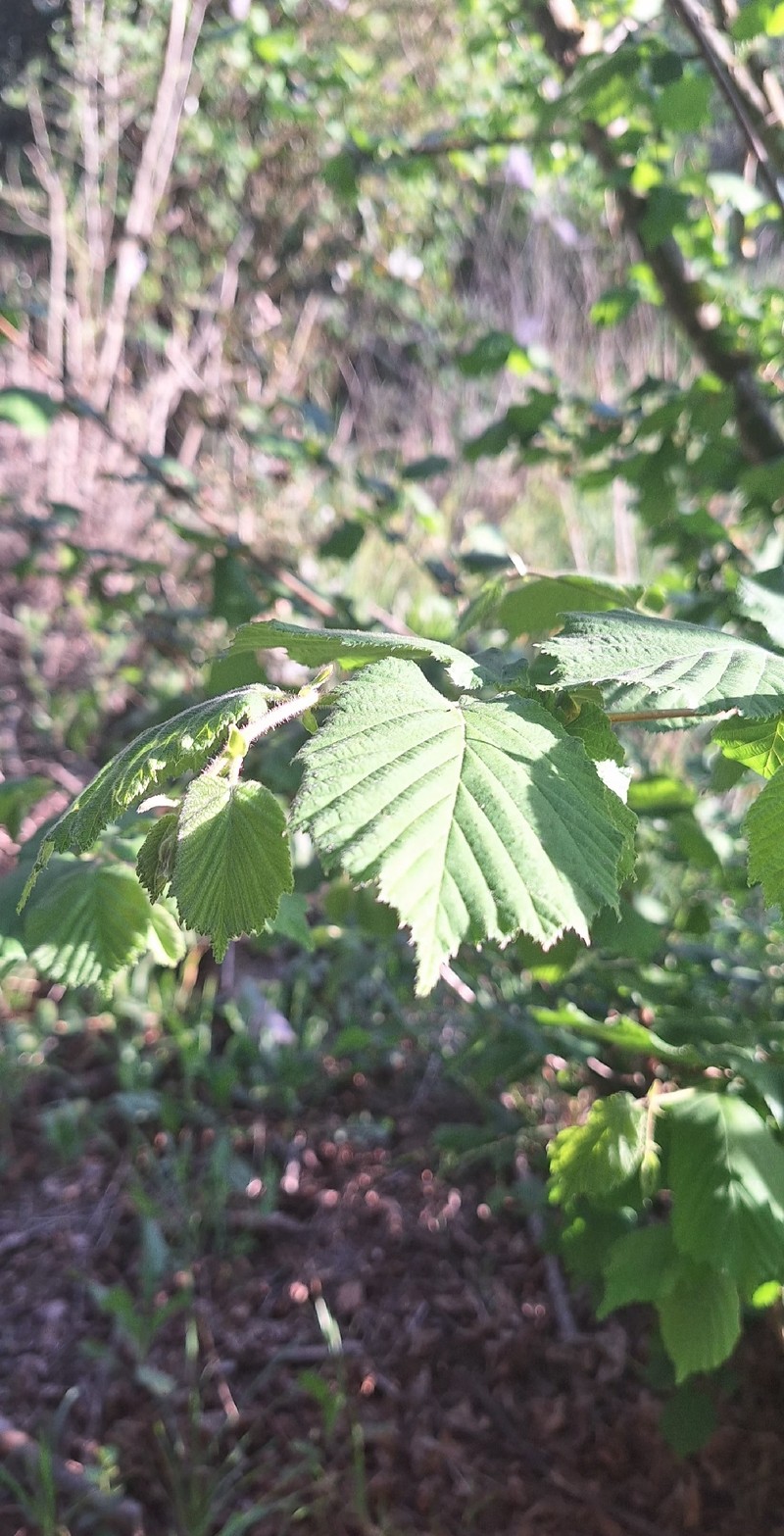 Corylus avellana var. avellana