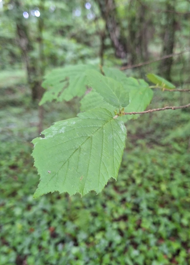 Corylus avellana var. avellana photo 2