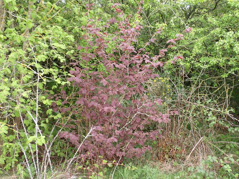 Corylus avellana var. avellana photo 4