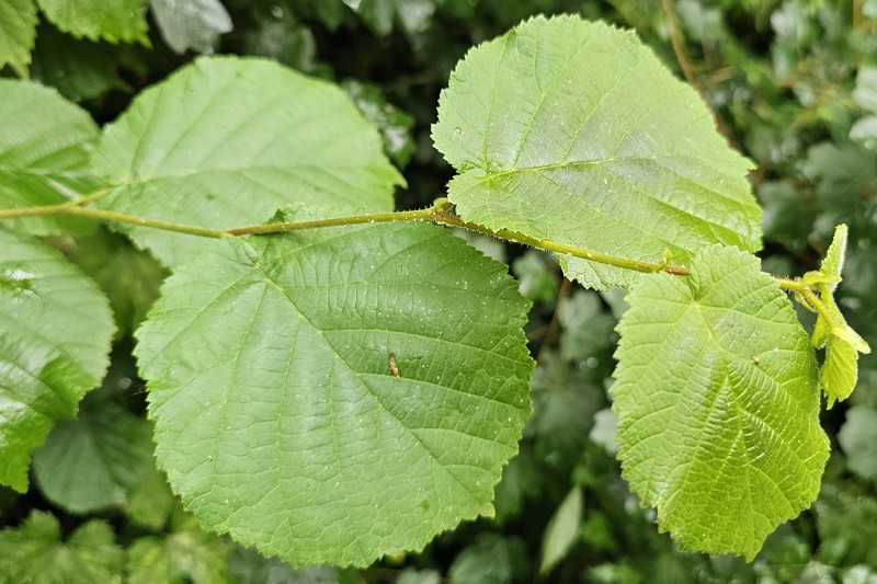 Corylus avellana var. avellana photo 5