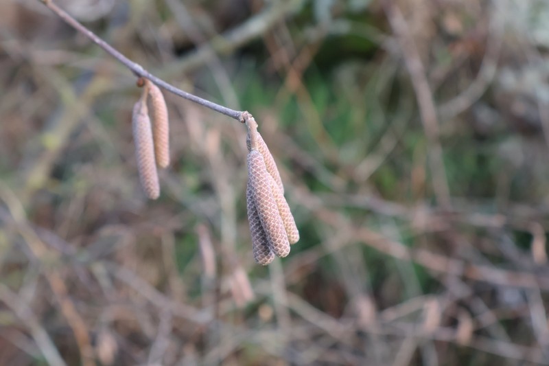 Corylus avellana var. avellana photo 6
