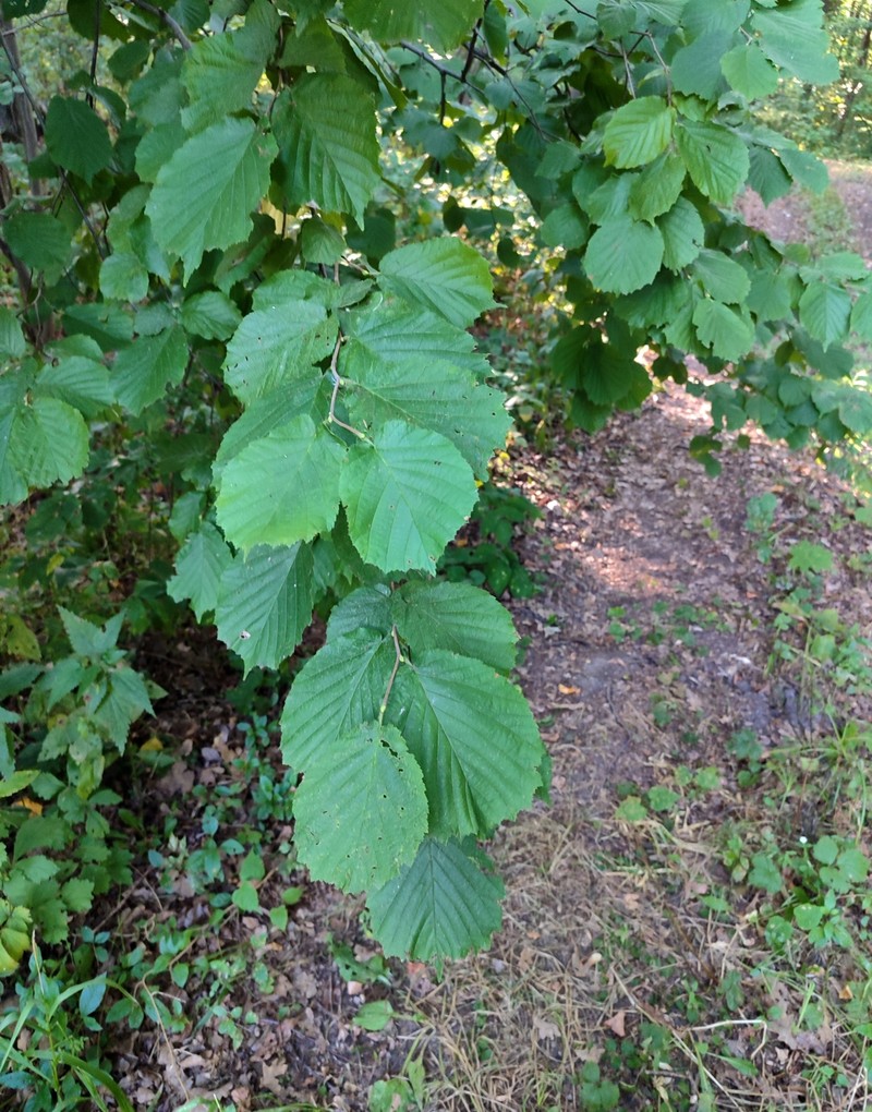Corylus avellana var. avellana photo 7