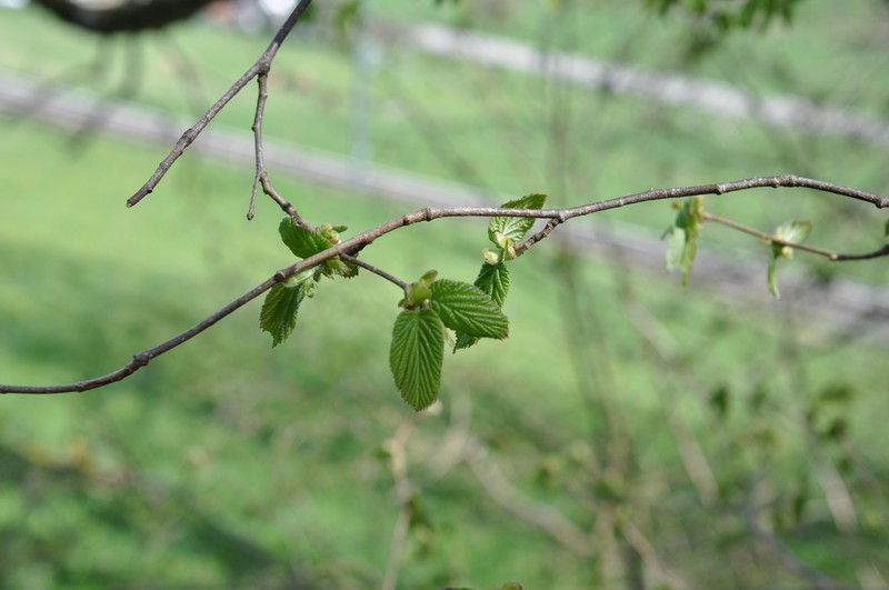 Corylus avellana var. avellana photo 8