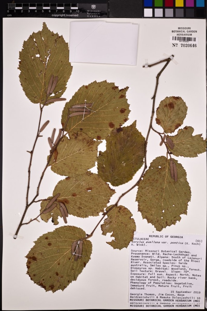 Corylus avellana var. pontica