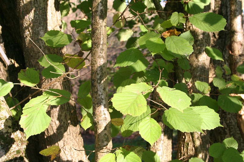 Corylus chinensis photo 3