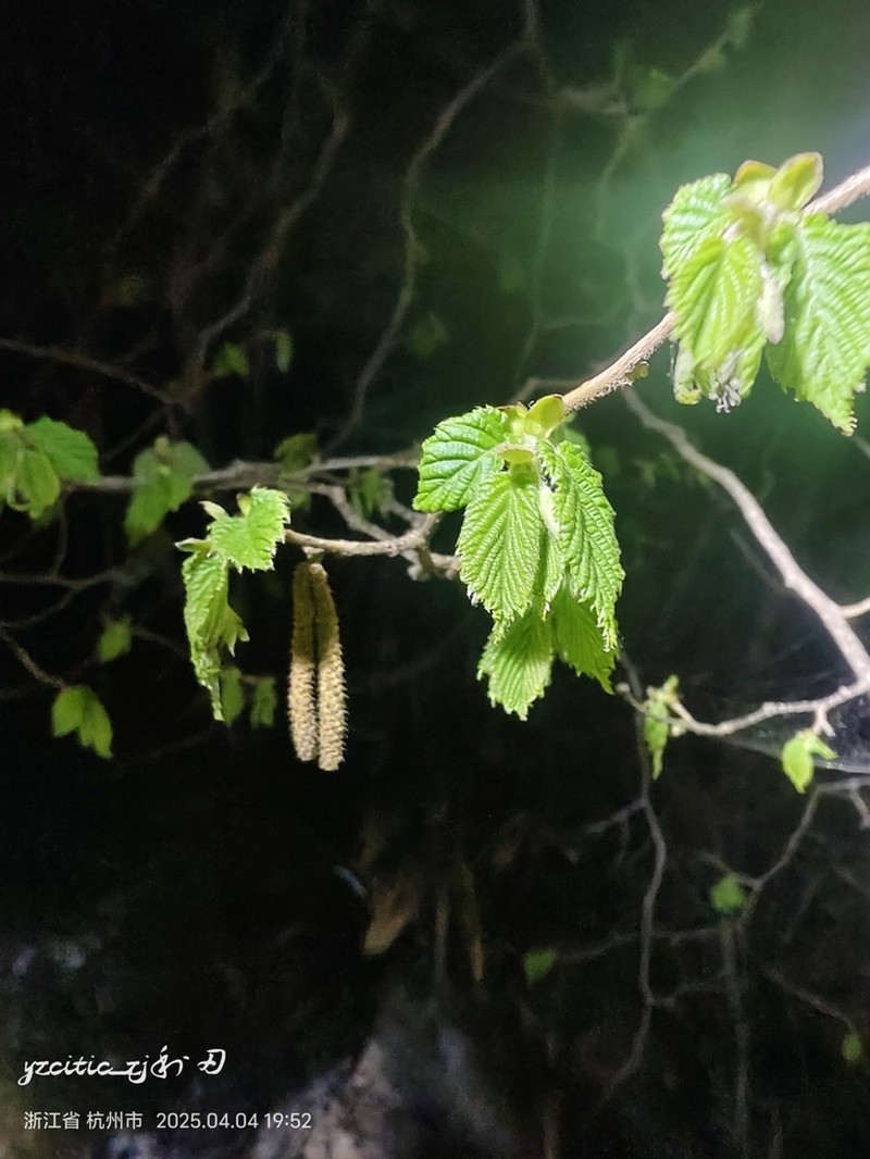 Corylus chinensis photo 4