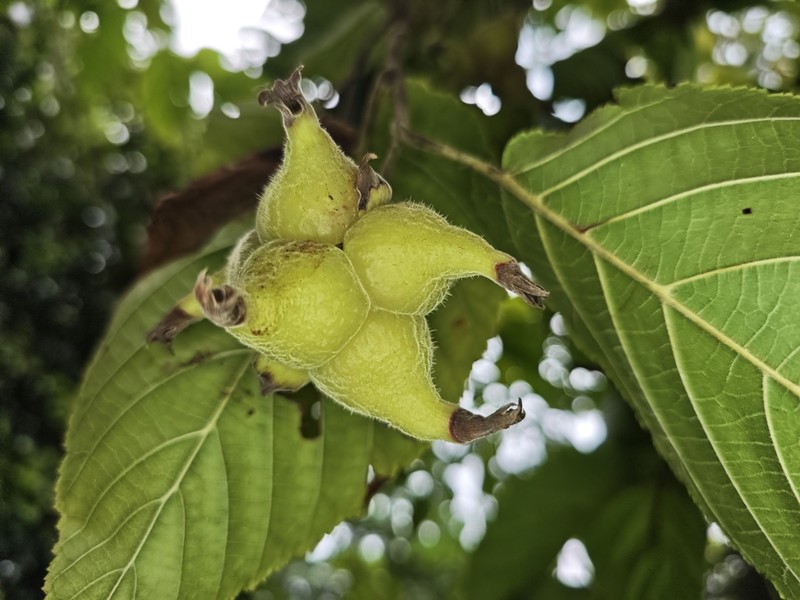 Corylus chinensis photo 5