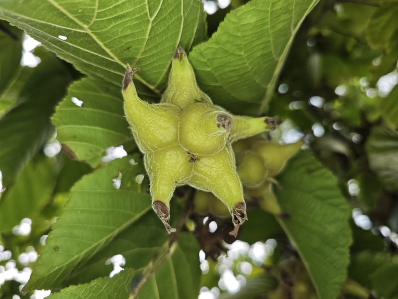 Corylus chinensis photo 6