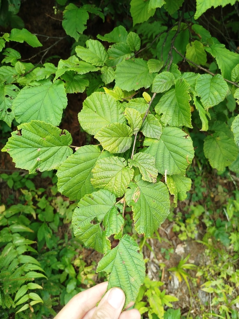 Corylus colchica