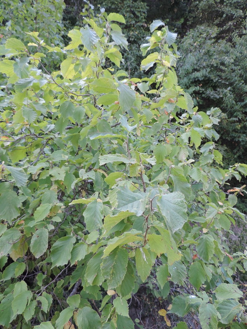 Corylus colchica photo 2