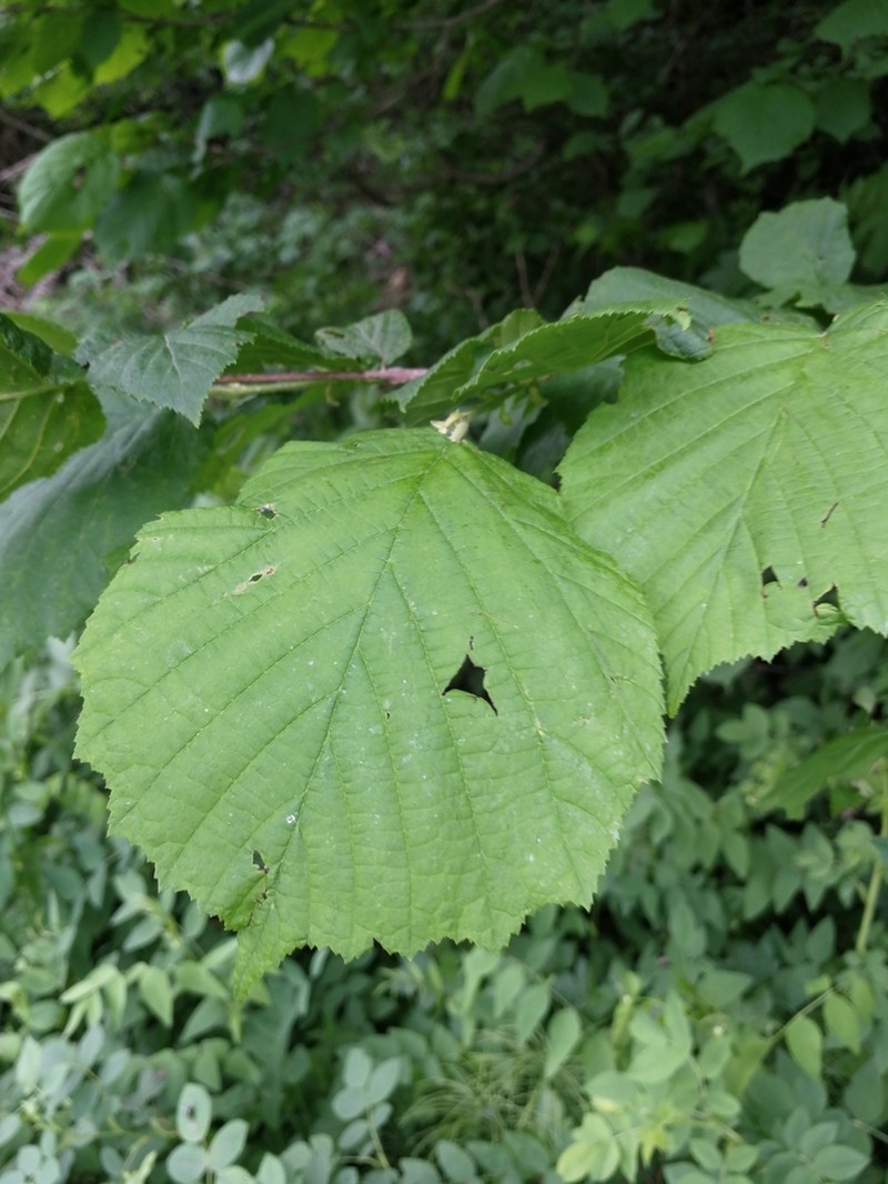 Corylus colchica photo 3