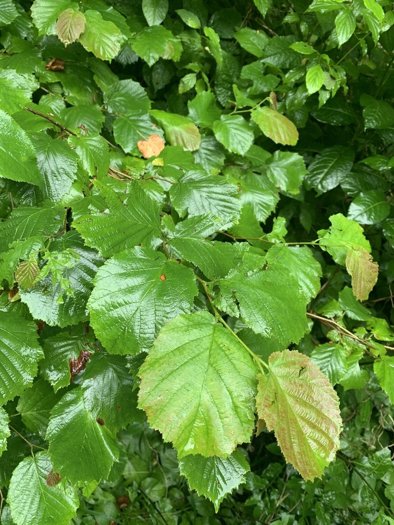 Corylus colchica photo 4