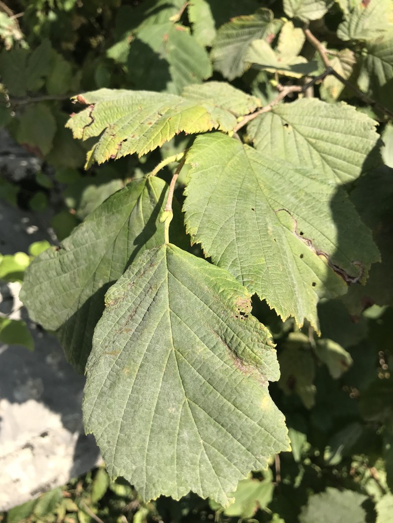 Corylus colchica photo 7