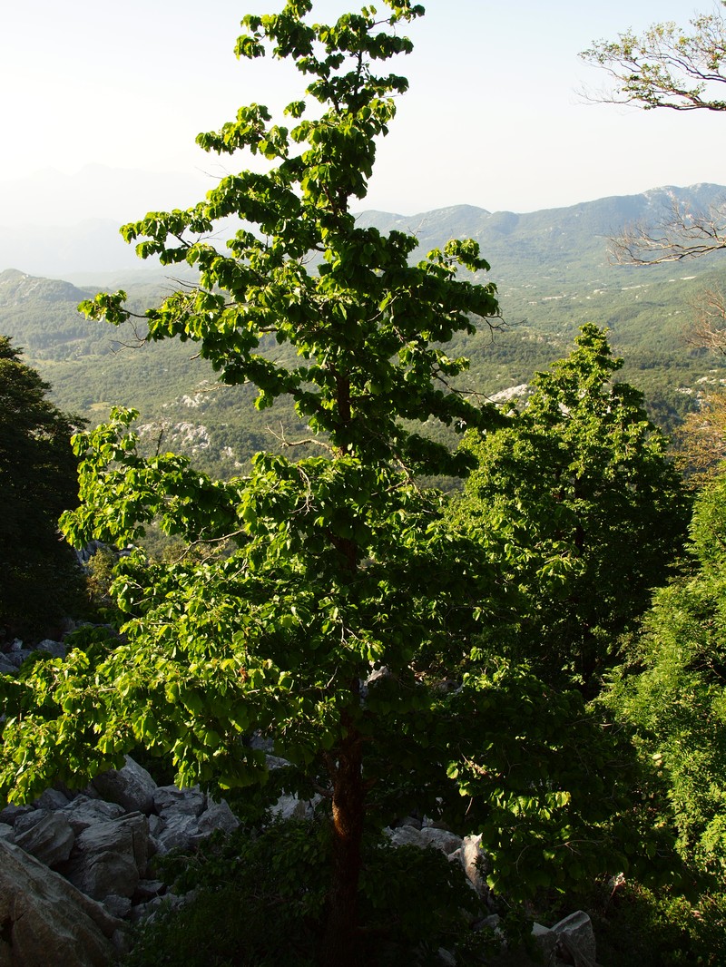 Turkish Hazelnut photo 2