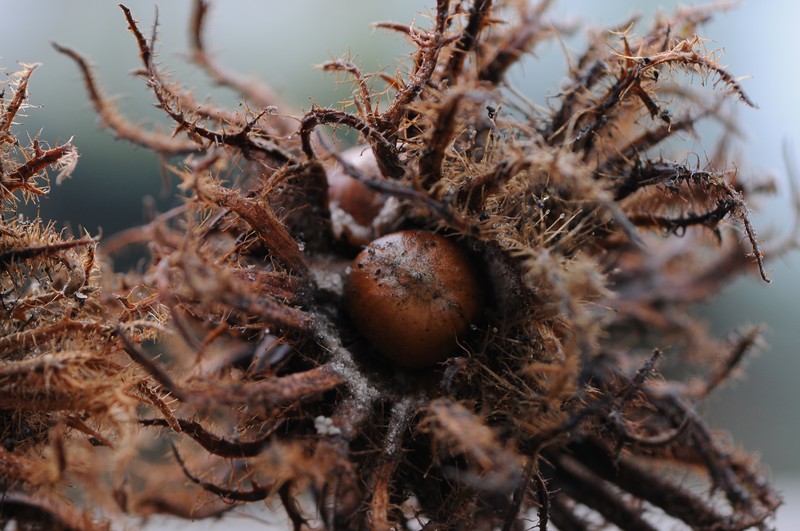 Turkish Hazelnut photo 3