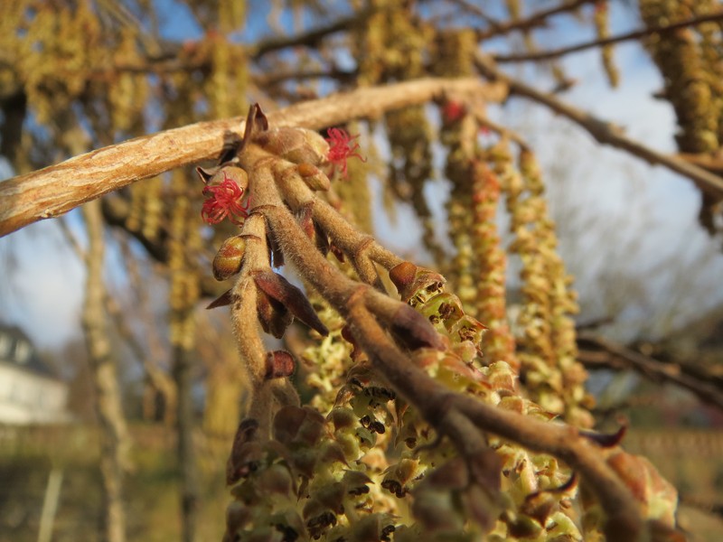 Turkish Hazelnut photo 4