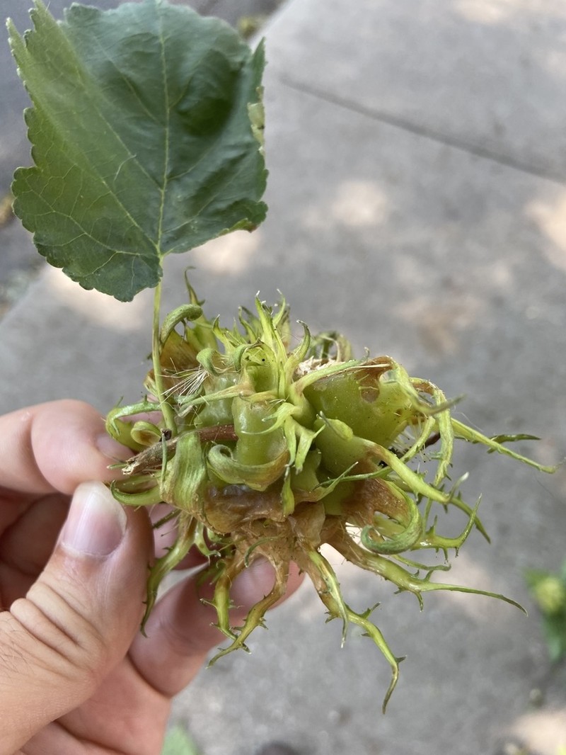 Turkish Hazelnut photo 6