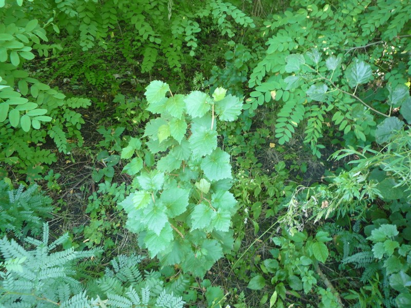 Turkish Hazelnut photo 7