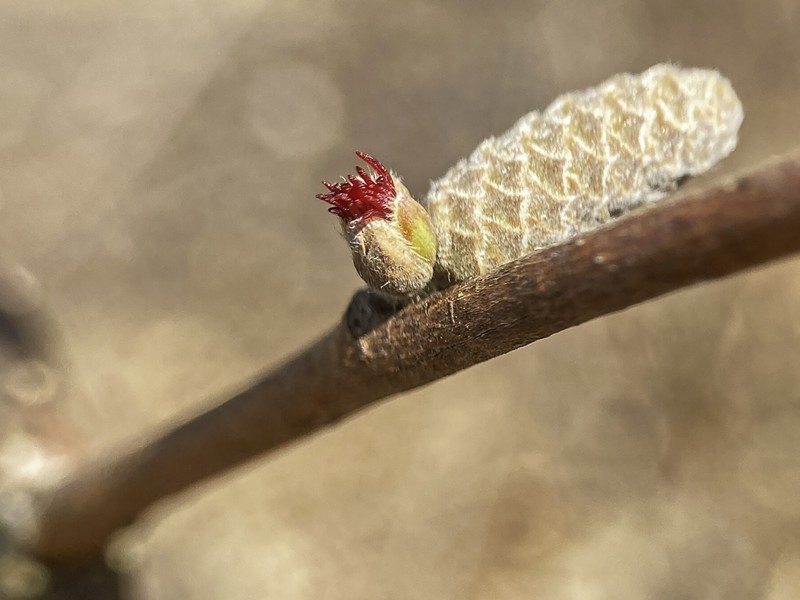 Beaked Hazelnut