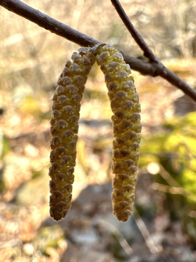 Beaked Hazelnut photo 4