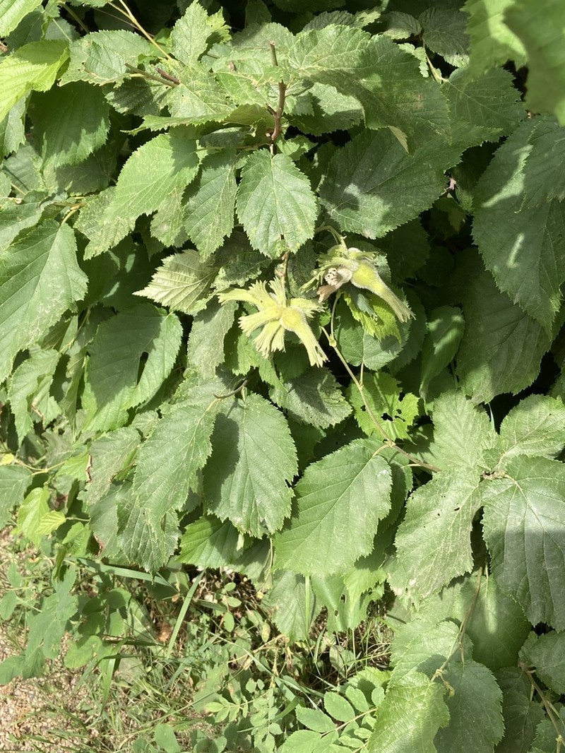 Beaked Hazelnut photo 6
