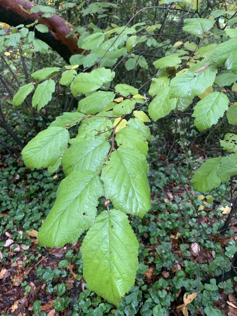 Beaked Hazelnut photo 7