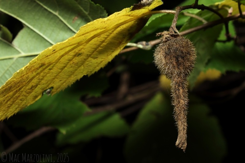 Beaked Hazelnut photo 8