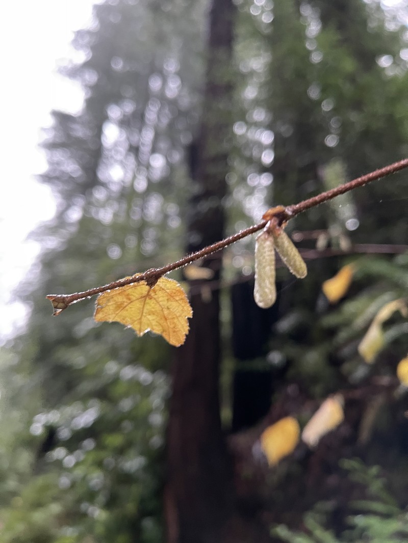Corylus cornuta subsp. californica