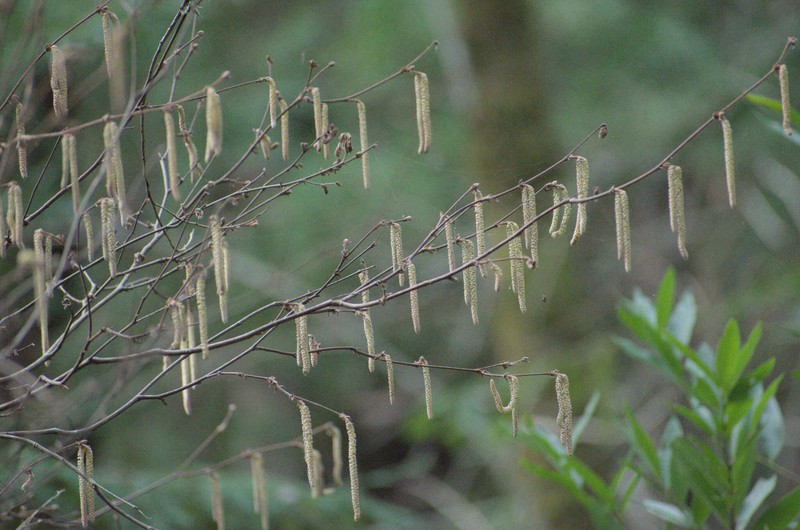 Corylus cornuta subsp. californica photo 2