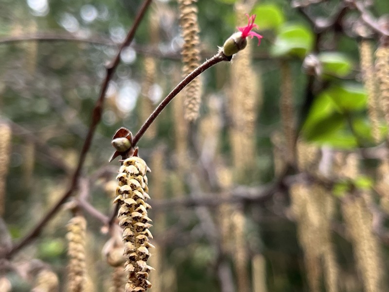 Corylus cornuta subsp. californica photo 3