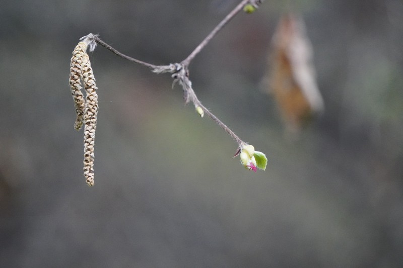 Corylus cornuta subsp. californica photo 4